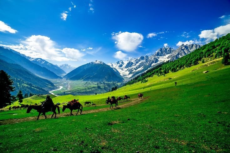 Green meadow and pine forest scenery at Yusmarg, Budgam